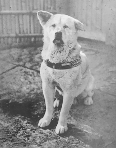 Hachiko, The World's Most Loyal Dog who Waited 10 Years for his Owner