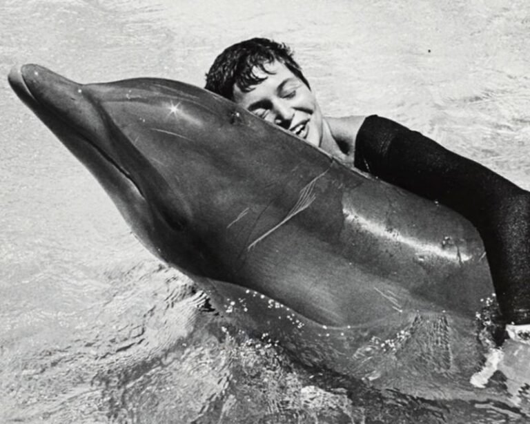 Margaret Howe Lovatt s Dolphin Connection Margaret Howe Lovatt s Dolphin Connection