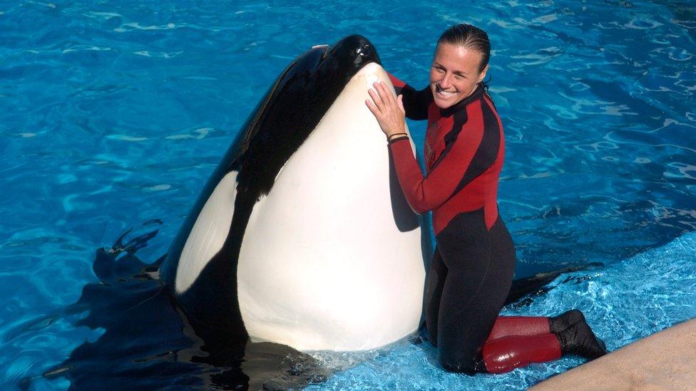 The Story of SeaWorld Trainer Dawn Brancheau and Captive Orca Tilikum