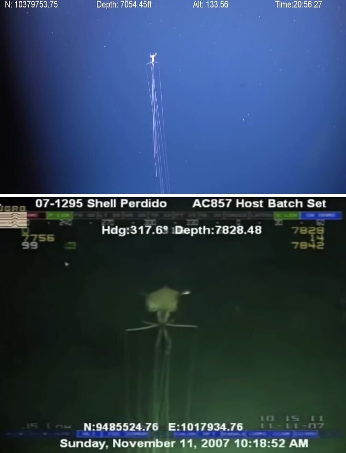 Magnapinna Squid spotted in the ocean