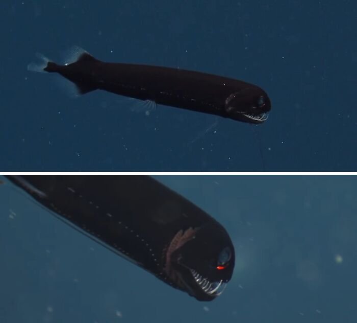 The deep-sea dragonfish Aristostomias scintillans has unusual bioluminescent organs producing red light under each eye.