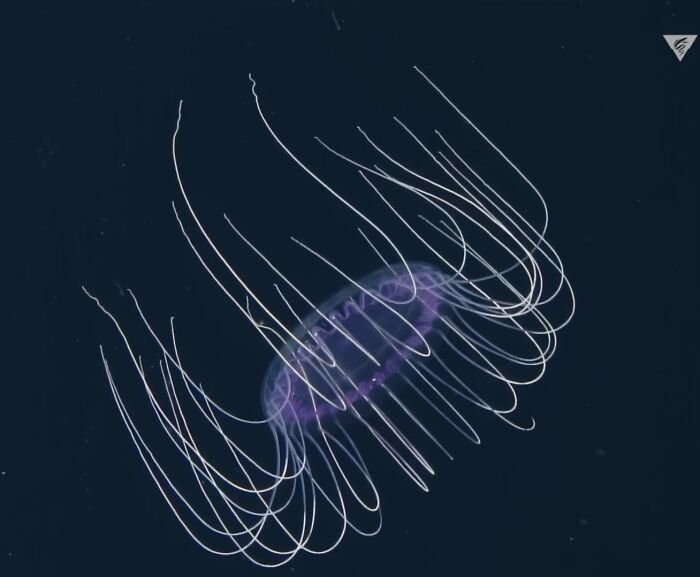 Creepy dinner plate jellyfish swimming