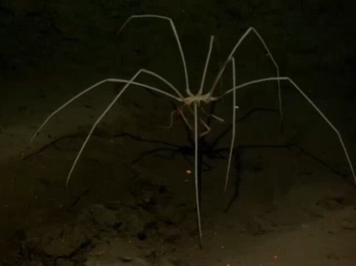 The terrifying sea spider. They are most commonly found in shallow waters, but can be found as deep as 7,000 meters (23,000 ft)
