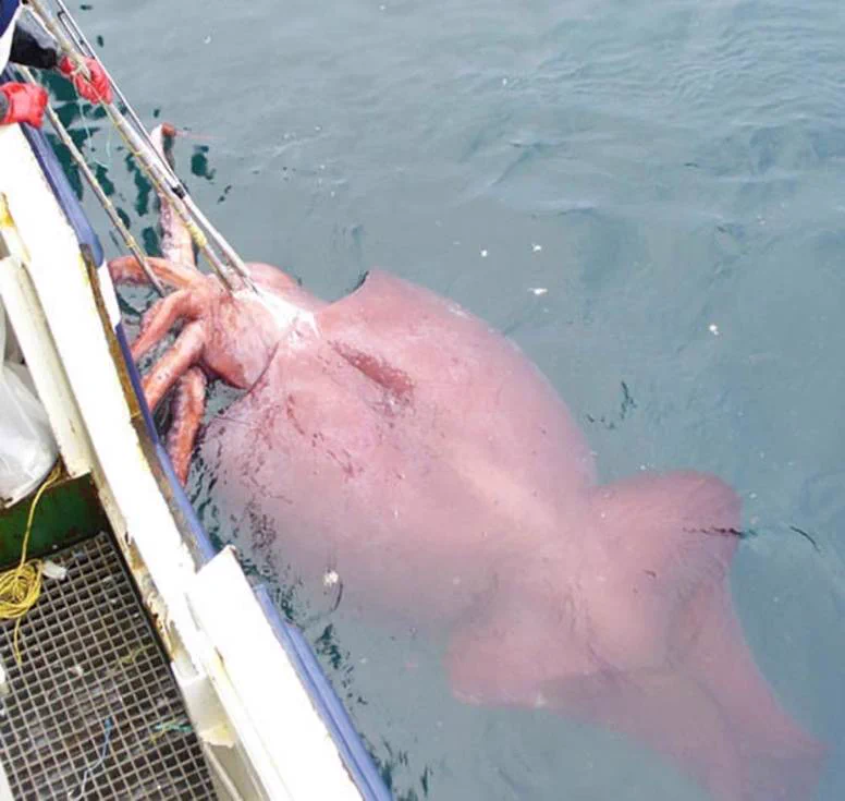 The colossal squid is a deep-sea squid that occupies some of the coldest, darkest parts of the Southern ocean. It&rsquo;s the heaviest squid ever discovered and can grow up to 10 meters.
