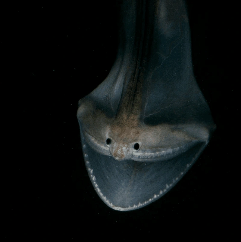 The deep-sea gulper eel