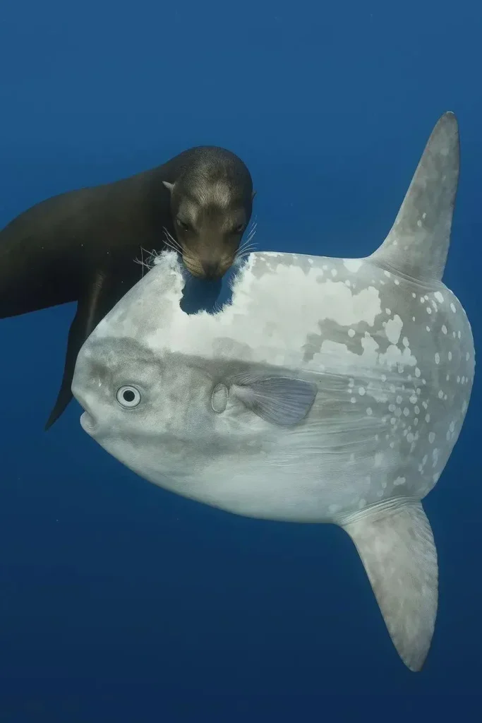 Sea lion takes a chunk out of a defenseless Mola Mola's head
