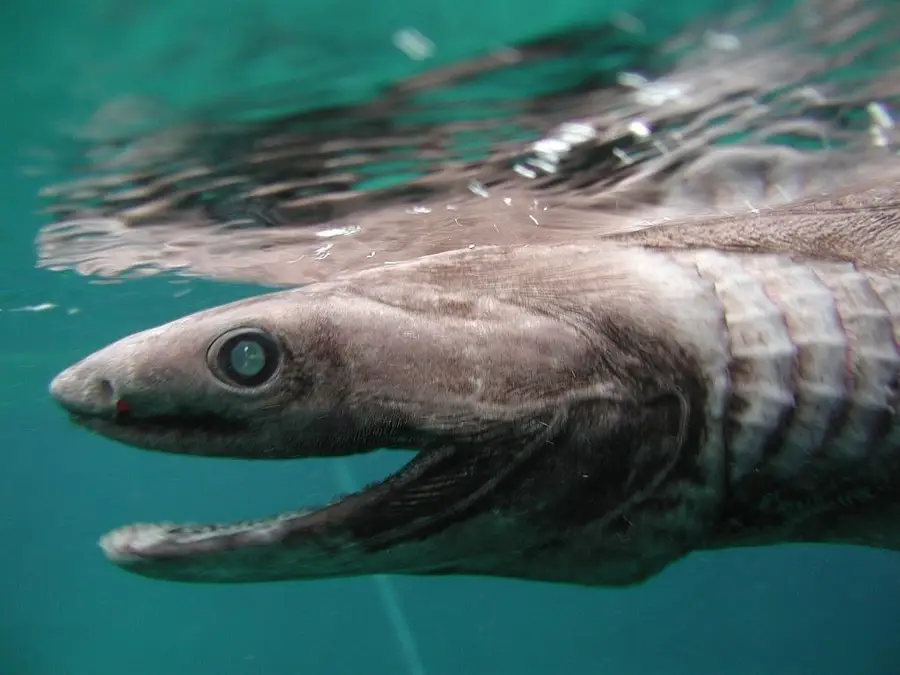 The terrifying frilled shark 